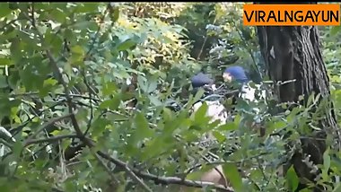 Huling tropa Kung malilibog nagkantotan sa bundok pinay viral scandal